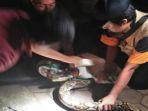 ular-phyton-saat-ditangkap-warga-jl-urip-sumoharjo-kota-kediri-senin-2942019-malam.jpg