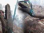 ular-piton-yang-mirip-anaconda-ditemukan-hangus-di-kebakaran-hutan.jpg