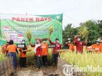 wakil-bupati-sumenep-dewi-khalifah-saat-tinjau-langsung-panen-raya-padi-di-desa-paberasan.jpg