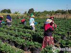 Harga Jual Komoditas Anjlok dan Sulit Pemasaran, Petani Stroberi Pandanrejo Mengeluh ke Pemkot Batu
