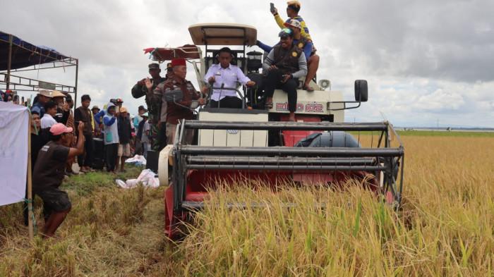 Panen Raya di Desa Alesalewoe, Bupati Sidrap Apresiasi Kerja Keras Petani -  Tribun-timur.com