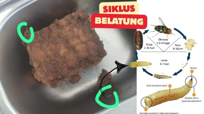 SIKLUS BELATUNG KE LALAT- Foto viral belatung bergerak di menu Makan Bergizi Gratis (MBG) di Kecamatan Kajang, Kabupaten Bulukumba, Sulawesi Selatan, Senin (29/9/2025). (foto kanan). Siklus lalat menjadi belatung atau ulat memperlukan waktu empat hari.  