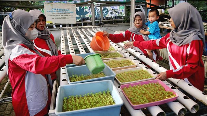 Transformasi Hijau Tamalabba, Ketika Sampah dan Surya Menjadi Solusi - Hidroponik-Bertenaga-Surya.jpg