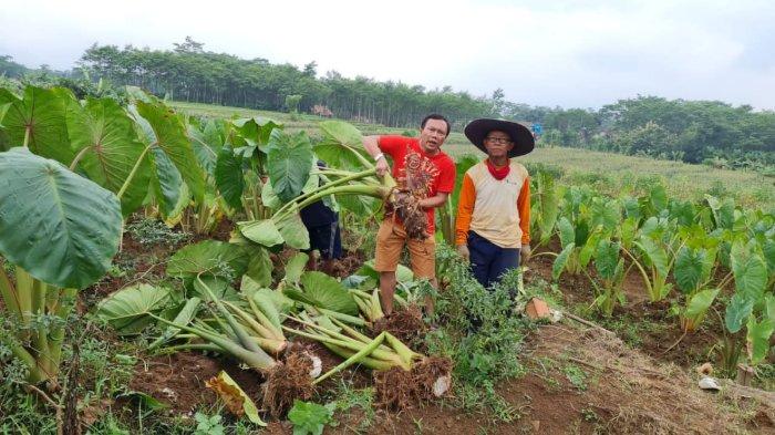 Talas Indonesia Miliki Potensi Pasar Ekspor di Jepang, Kementan Adakan BTS Propaktani Episode Ke-609