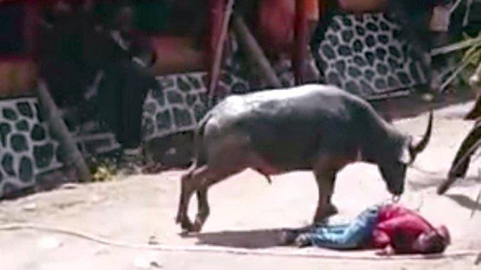 Viral! Kerbau Ngamuk di Acara Rambu Solo, Dua Warga Diseruduk Satu Pingsan