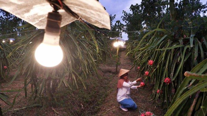 Sebanyak 230.555 Petani Naik Kelas Berkat Program Eletricfying Agriculture PLN