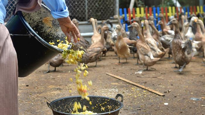 Pertamina dan Warga Ubah Limbah MBG Jadi Pakan Ternak Berkelanjutan - Pemberian-Pakan-ke-Bebek.jpg