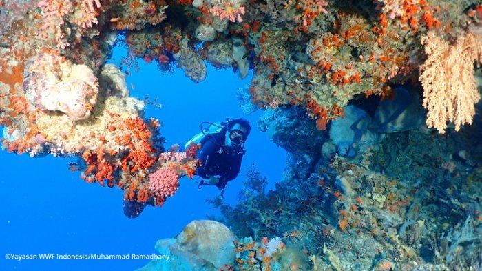 Pulau Welora, Surga Tersembunyi di Ujung Maluku Barat Daya