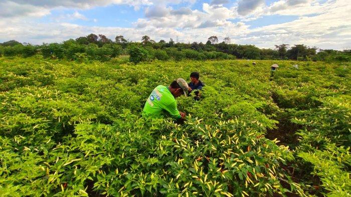 Harga Cabai Meroket, Petani Maros Sulsel Untung 3 Kali Lipat