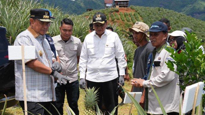 Pj Gubernur Sulawesi Selatan Bahtiar bersama Bupati Barru Suardi Saleh saat meninjau lahan budidaya nanas di Kabupaten Barru, Sabtu (23/3/2024).