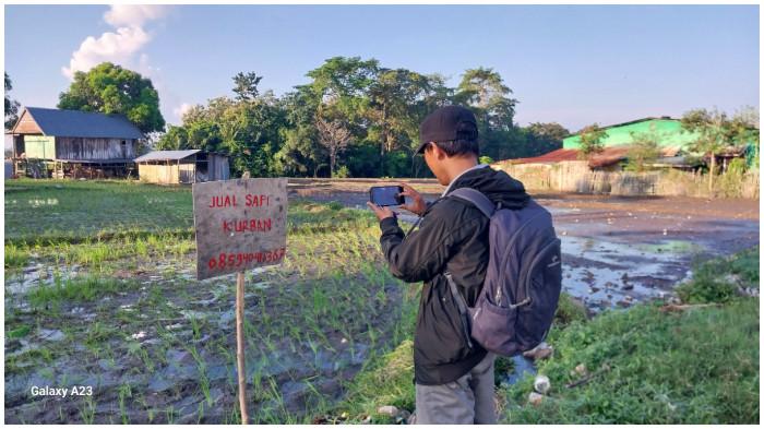 SAPI KURBAN - Salah satu lokasi jual beli sapi kurban di Desa Paenrelompoa, Kecamatan Gantarang, Kabupaten Bulukumba. Harga sapi kurban tahun ini alami kenaikan.
