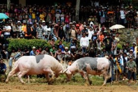 Kerbau Mengamuk, Polisi Lepas Tembakan Bertubi-tubi