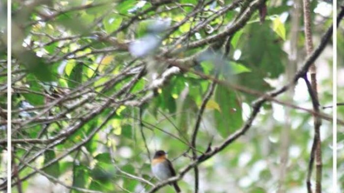 Di Hutan Desa Pattaneteang Bantaeng Ternyata Ada Hewan Endemik Ini - balang_20170508_191127.jpg