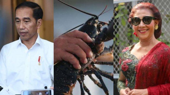 Balasan Jokowi ke Susi Pudjiastuti soal Kritik Ekspor Benih Lobster, Edhy Prabowo di Atas Angin