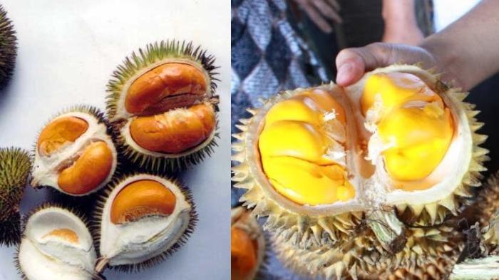 Mengenal Buah Lai, Buah yang Mirip Durian, Cocok untuk Naikkan Vitalitas