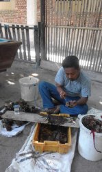 Cara Mencicipi Bulu Babi, Tips Warga Pulau Gondong Bali Pangkep