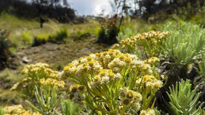 13 Fakta Bunga Edelweis, Bunga Abadi di Gunung yang Tak Boleh Dipetik hingga Dilindungi UU