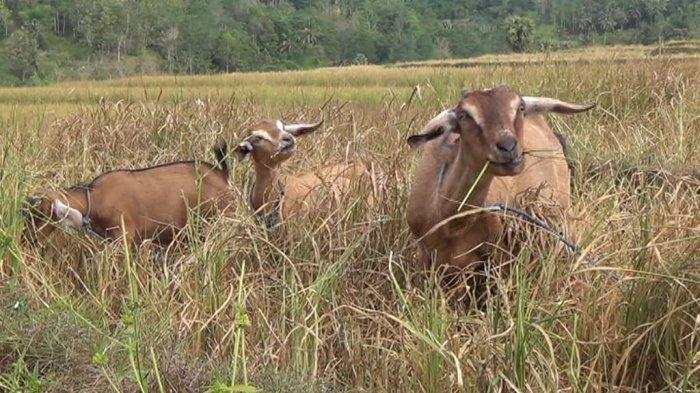 Efek Kemarau Juga Dirasakan Petani di Sinjai