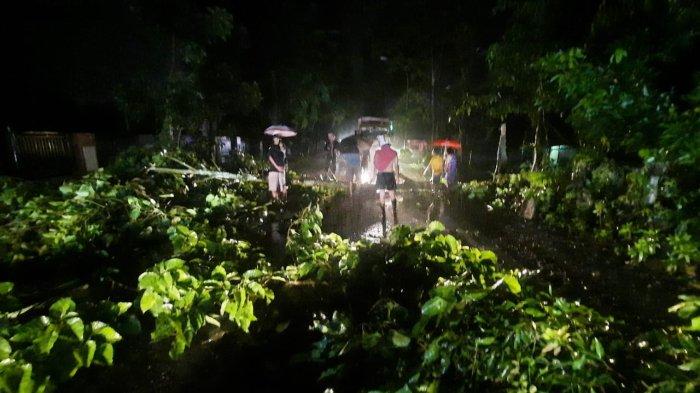 Kota Palopo Dilanda Hujan Deras, Pohon Tumbang Tutupi Jalan Trans Sulawesi di Songka