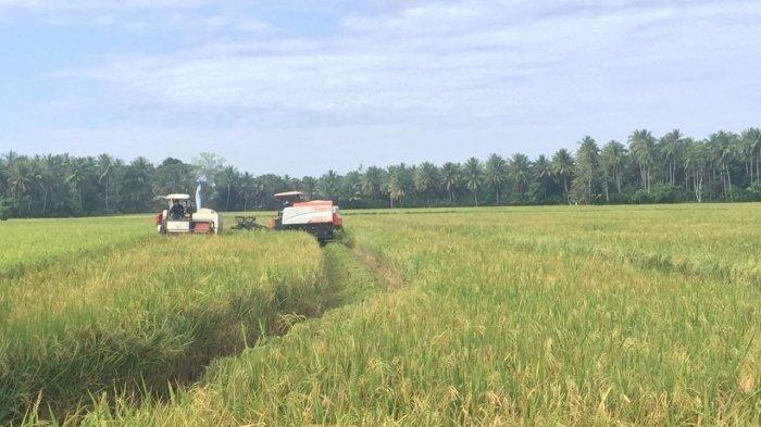 Bupati: Saat Pandemi Covid-19, Petani Lingga Siap Masuk Musim Tanam Kedua