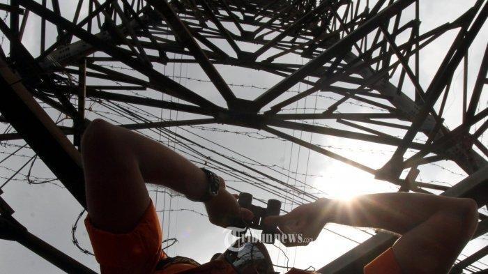 Foto Pohon Sengon Disebut Penyebab Mati Lampu Sebagian Pulau Jawa dan Jakarta, PLN Konfirmasi