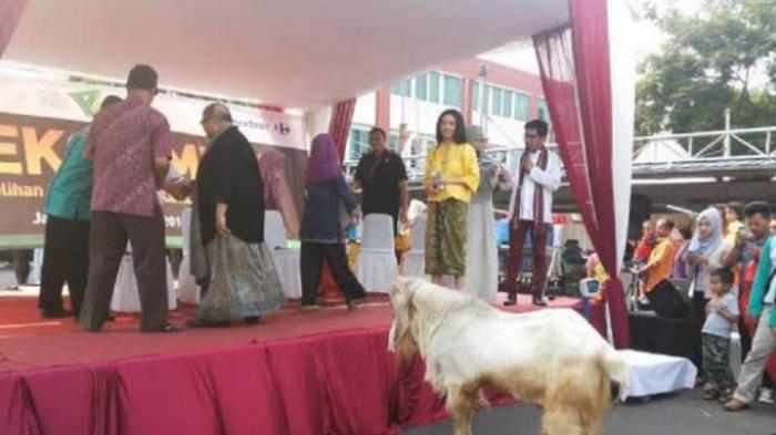 Inilah Kambing yang Pecahkan Rekor Kurban Indonesia