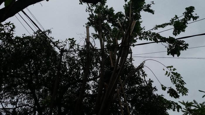 Ada Pemangkasan Pohon, Jalan Depan Kantor Lurah Mannuruki Ditutup Sementara