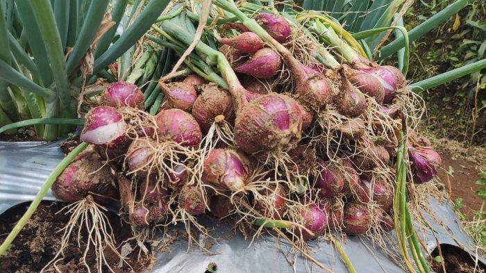 Harga Bawang Merah di Bone Melonjak Drastis, Pedagang: Sudah Lazim Jelang Lebaran