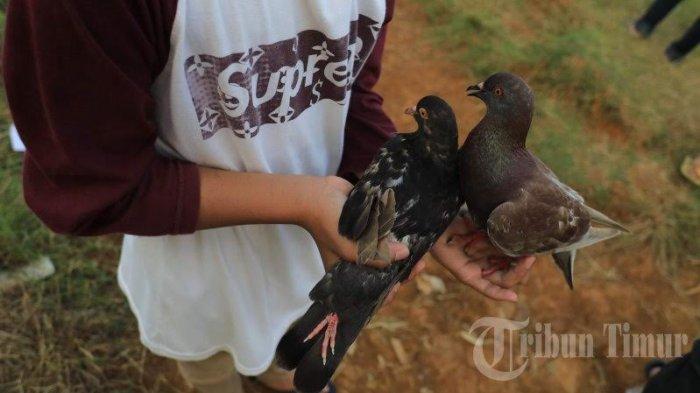 BERITA FOTO: MBS Makassar Latih Ketangkasan Burung Merpati - ketangkasan-burung-sabtu-2262019.jpg