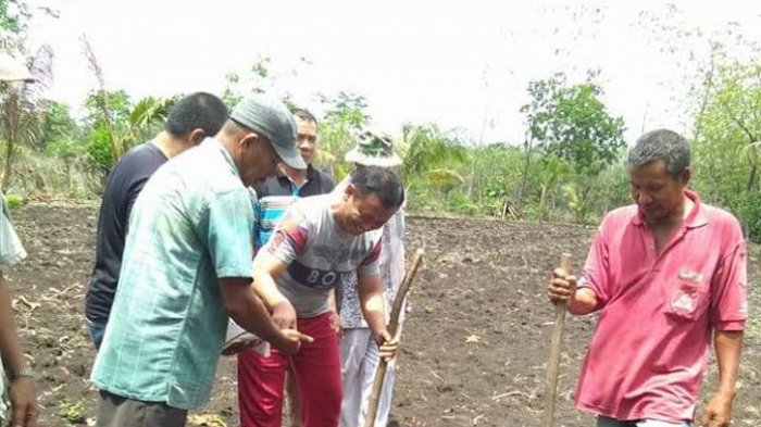 Kembangkan Jagung di Mangngarabombang, Syamsari Kitta Lakukan Ini
