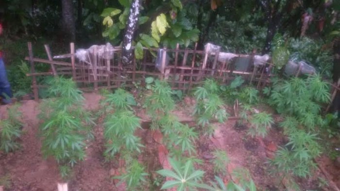 Politisi PKS Usul Ganja Diekspor, Begini Reaksi Granat Makassar