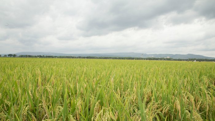 Profesor Andreas Mencari Proyek di Kementan Tetapi Ditolak