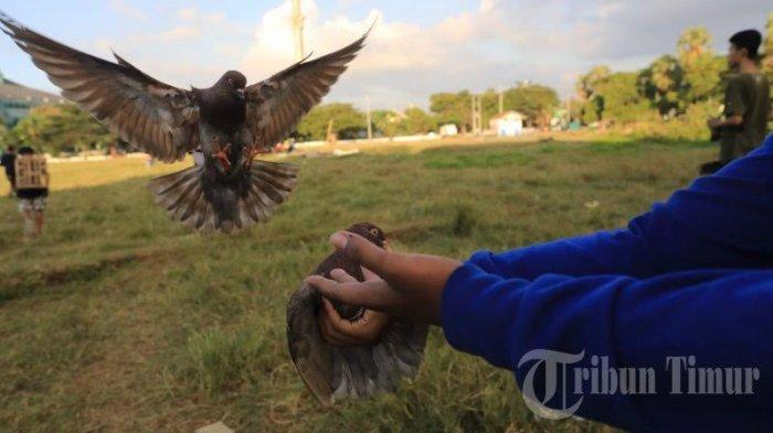 BERITA FOTO: MBS Makassar Latih Ketangkasan Burung Merpati - latihan-ketangkasan-burung-di-jl-masjid-raya.jpg