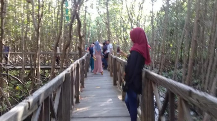 Hutan Mangrove Tongke-Tongke Sinjai Dipadati Wisatawan Sehari Pascalebaran