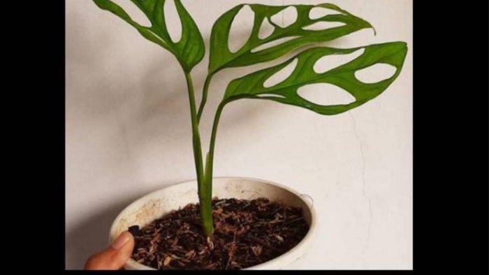 Mengenal Tanaman Janda Bolong, Tanaman Liar yang Jadi Primadona hingga Kerap Diincar Maling