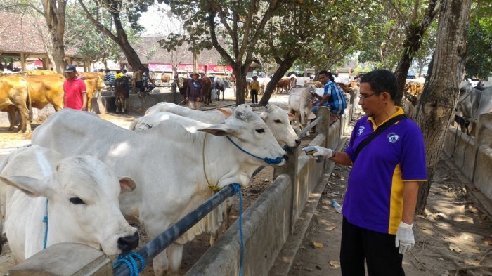 Pahala Tak Terhitung, Ini Keutamaan Sembelih Hewan Kurban di Hari Raya Idul Adha Menurut Hadis
