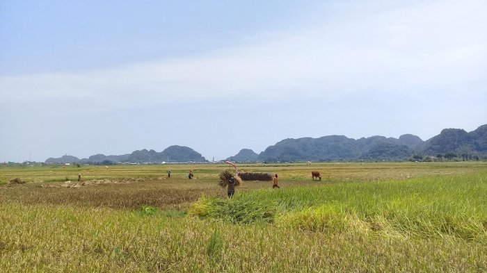 Produksi Padi dan Hasil Tangkapan Ikan di Kabupaten Bone Turun Tahun Ini