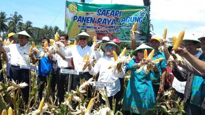 Safari Panen Jagung Sulsel di Hari Pahlawan Momentum Petani Jadi Pahlawan Jagung