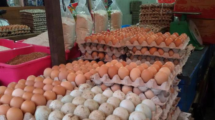 Harga Telur di Palopo Naik Hingga Rp 50 Ribu Per Rak