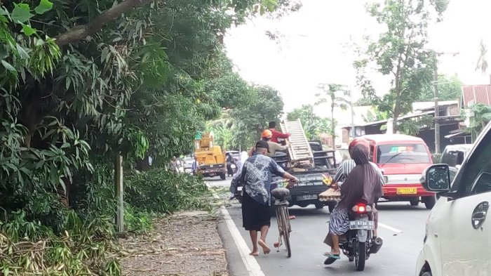 Hati-hati, Ada Pemangkasan Pohon di Jalan Poros Gowa-Takalar