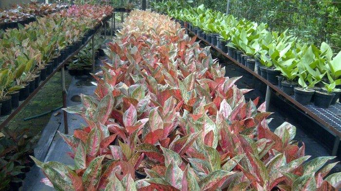 Kenapa Tanaman Aglonema Tak Mau Bertunas? Ini Kemungkinan Penyebabnya