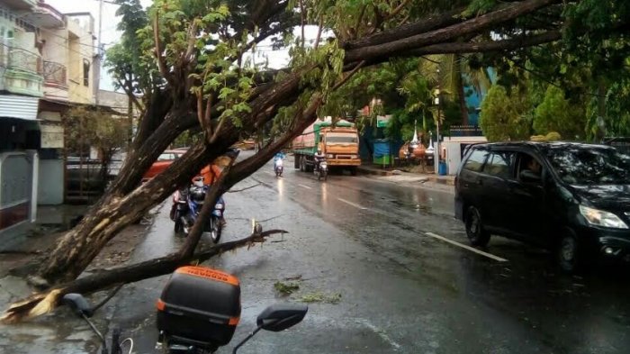 Hati-hati Melintasi Jalan Ini di Bulukumba, Ada Pohon Nyaris Roboh