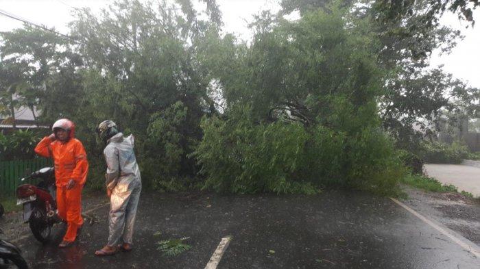 Hati-Hati Melintas, Pohon Tumbang di Majannang Maros Tutup Jalan