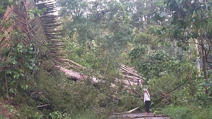 Pohon Tumbang Tutup Jalan Poros Borong Rappoa Bulukumba-Bantaeng