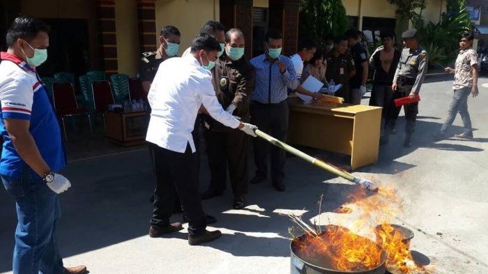 Polres Tana Toraja Musnahkan 39 Batang Ganja