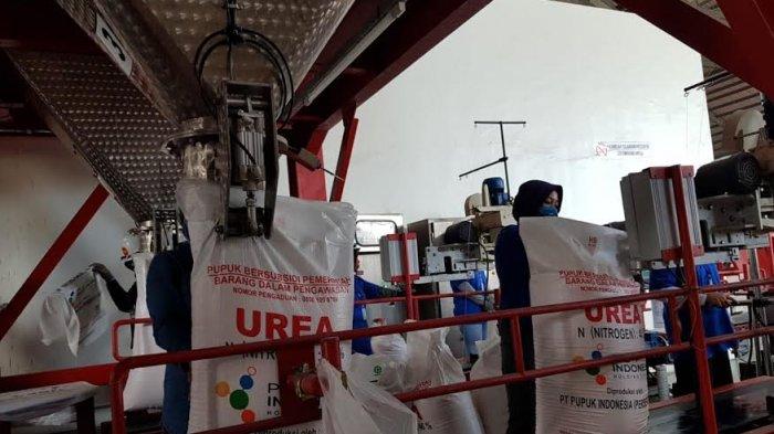 Hingga 6 Juli, Pupuk Kaltim Salurkan 212.053 Ton Pupuk Urea Subsidi di Sulsel