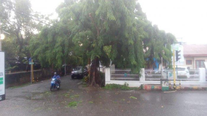 Hujan Deras Disertai Angin Kencang, BPBD Wajo Minta Warga Waspada Pohon Tumbang