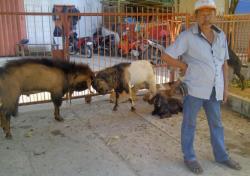 'Kampung Kambing' di Makassar Ini Sudah 43 Tahun