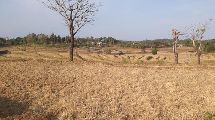 Sawah Tadah Hujan di Sinjai 'Nganggur', Petani Harap 3 Bendungan Difungsikan