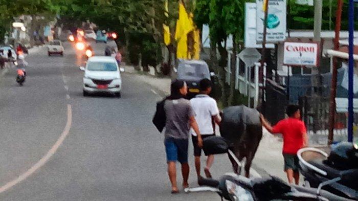 Seperti Petarung MMA, Kerbau di Toraja Juga Diajak Olahraga Biar Kuat Berkelahi